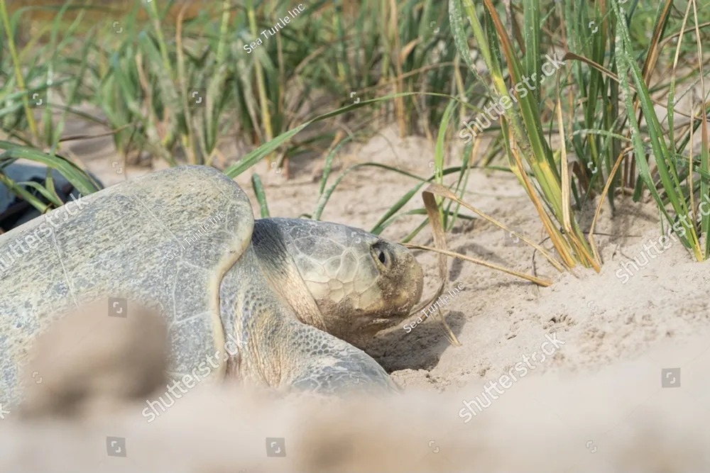A tortoise resting in the sand among tall grasses